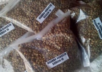 ARABICA AND ROBUSTA COFFEE BEANS