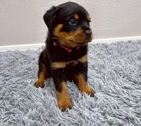 Beautiful German Rottweiler Puppy.