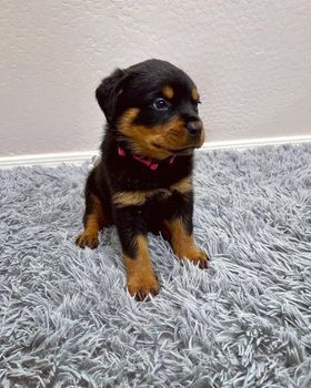 Beautiful German Rottweiler Puppy.