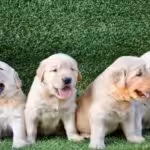 Golden Retriver Puppies for sale