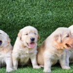 Golden Retriver Puppies for sale