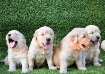 Golden Retriver Puppies for sale