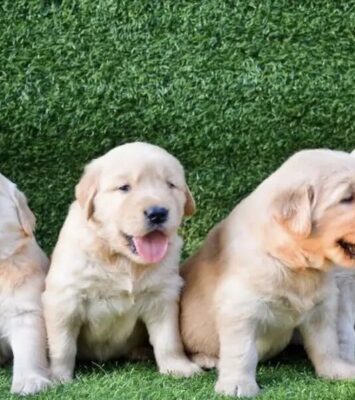 Golden Retriver Puppies for sale