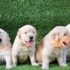 Golden Retriver Puppies for sale
