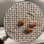 Bug Service