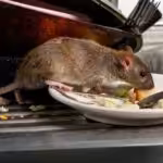 Rodent Control In Karachi