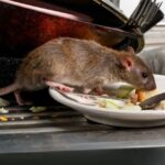 Rodent Control In Karachi