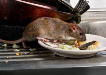 Rodent Control In Karachi