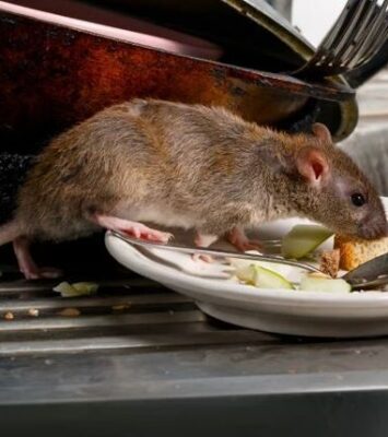 Rodent Control In Karachi