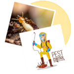 Sorna Valli Pest Control