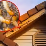 Termite Fumigation