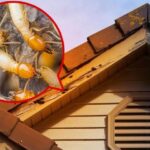 Termite Fumigation