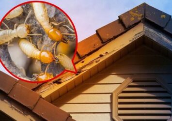 Termite Fumigation