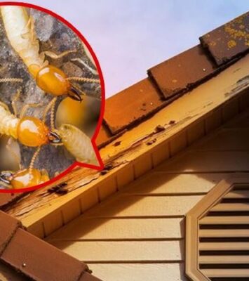 Termite Fumigation